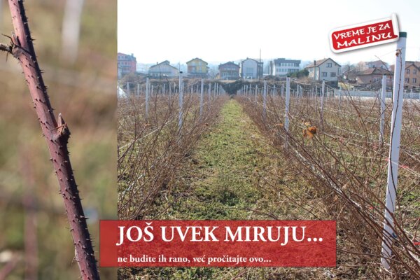 JOŠ UVEK MIRUJU... 