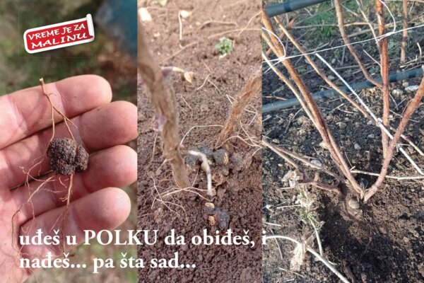 Uđeš u POLKU da obiđeš, i nađeš...